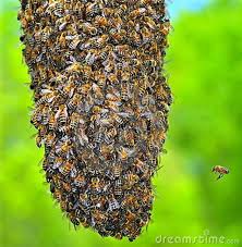 Notícias da UFMG - Pesquisador da UFMG batiza abelha atleticana