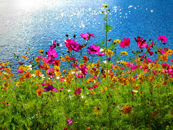 flores paisajes colores flower naturales mar flowers imagenes fotografias pantalla cosmos fondo gratis power imprimir bonitas landscapes silvestres lado belles