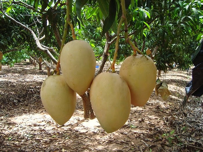 Манго шри ланка. Манго в Шри Ланке дерево. Оранжевый фрукт Шри Ланка. Зеленое манго Шри Ланка.