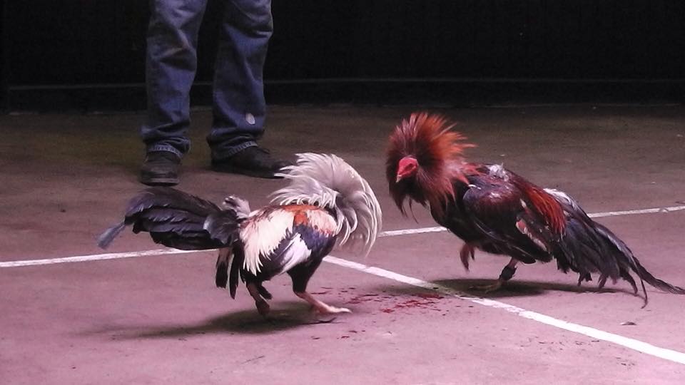 Gallos Y Galleros El Carácter De Los Gallos.