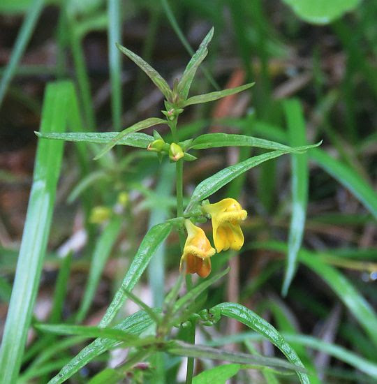 Pszeniec leśny (Melampyrum sylvaticum). Pszeniec leśny (Melampyrum sylvaticum).