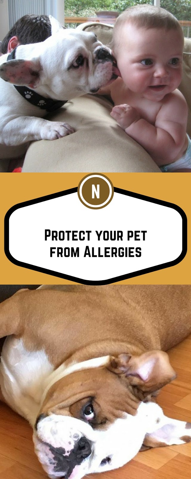 Natural Remedy For Dog Biting Paws Natural Remedy For Dog Biting Paws
