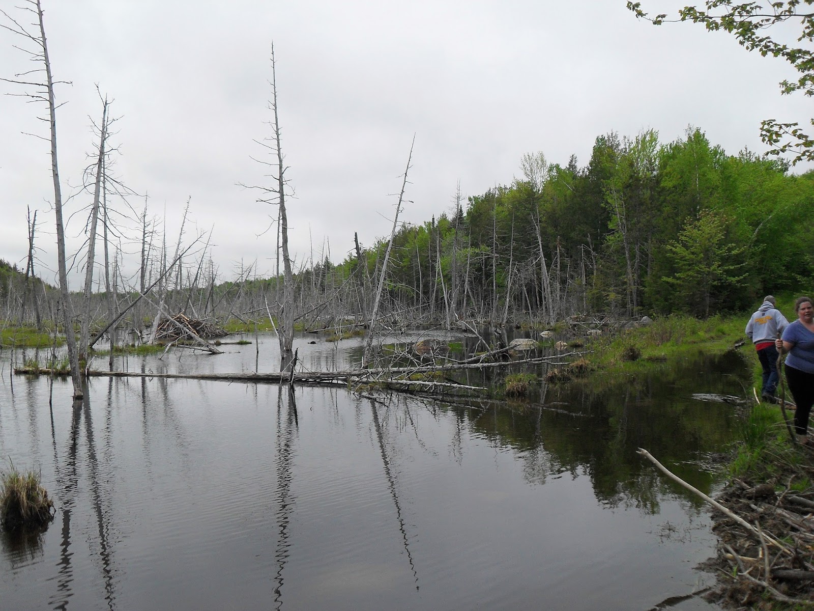 Beech Hill Pond Maine