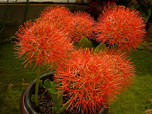 Blood Lily or Scarlet Starburst in Bali Garden