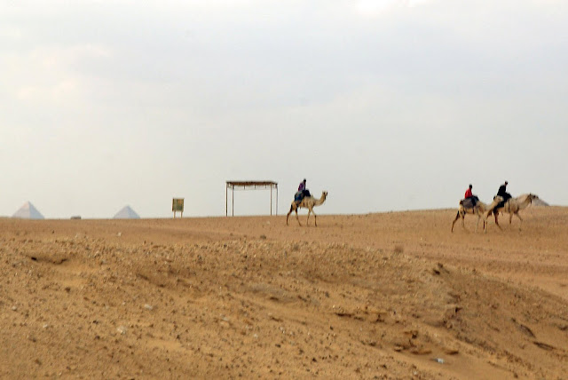 camellos-en-el-desierto