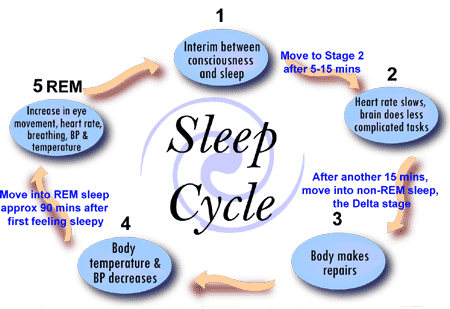 Prepare for Medical Exams : Regarding Normal Sleep Biology