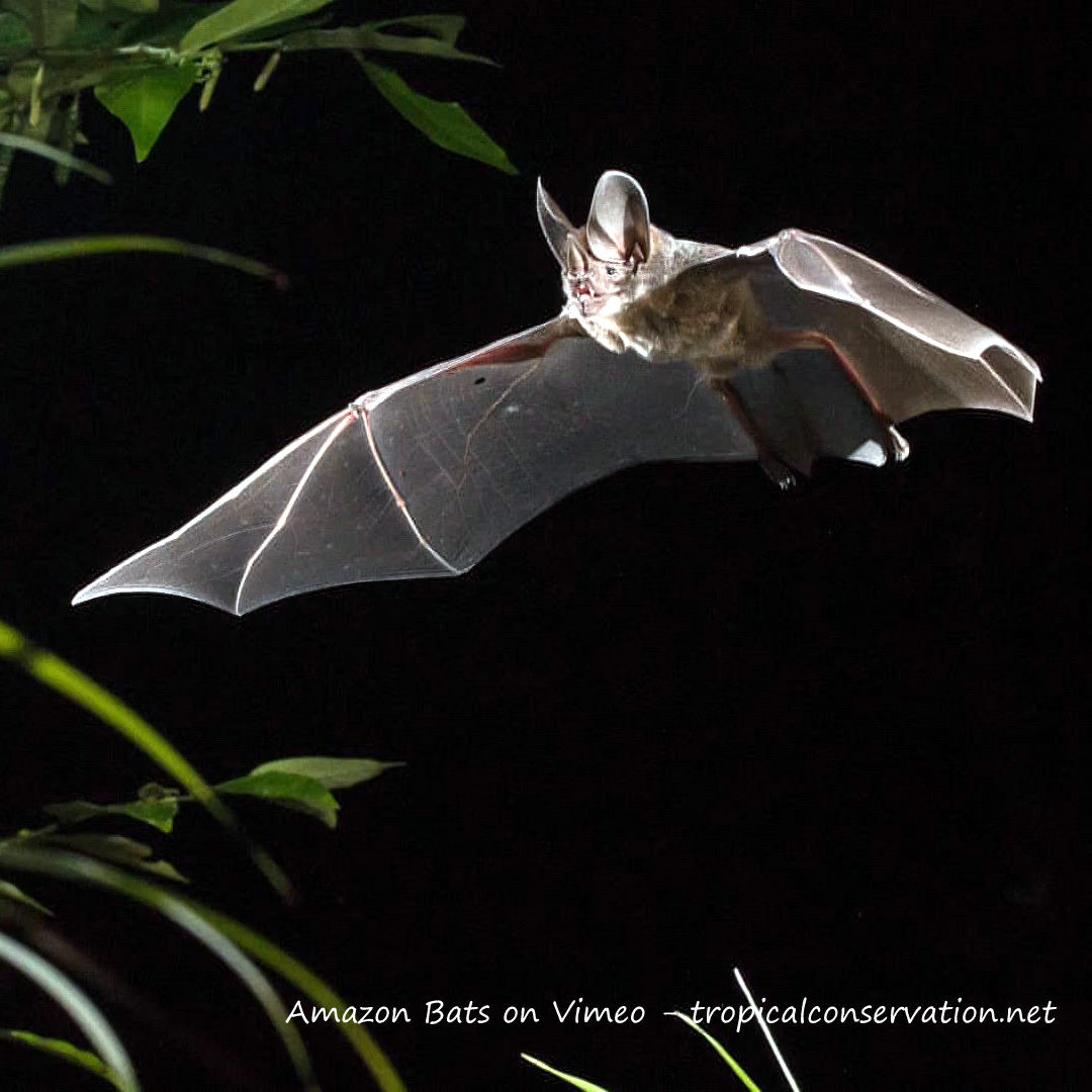 Amazon Bats