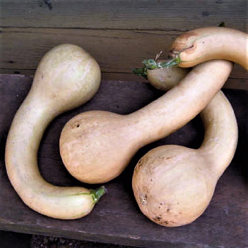 Plants & Gardens in Colonial & Early America Plants in Early American