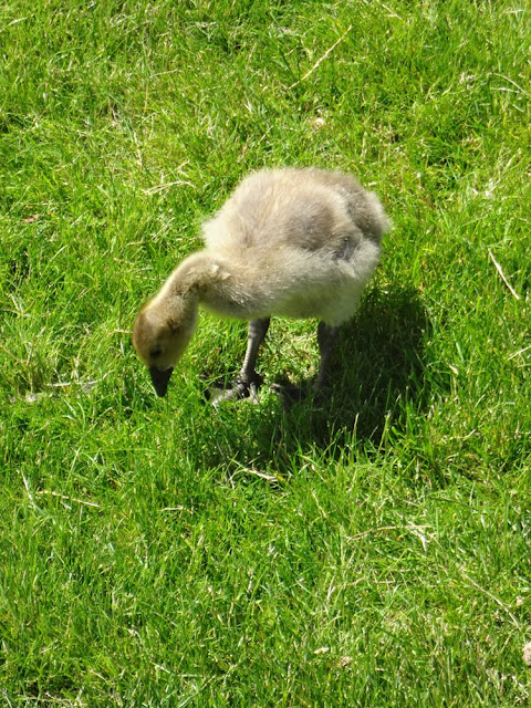 gosling vancouver