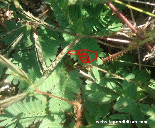 Ciri Khusus Tumbuhan Putri Malu Dan Fungsinya Website Pendidikan Ciri Khusus Tumbuhan Putri Malu Dan Fungsinya Website Pendidikan