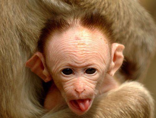 Gambar Monyet Lucu Gokil Kocak