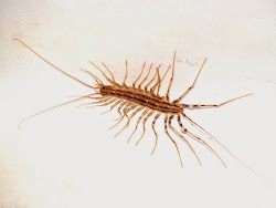 centipede scutigera coleoptrata centipedes legged temporarily trapped laundry tub