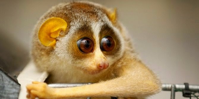 7 Hewan Lucu Dan Menggemaskan Cocok Untuk Peliharaan Tripel Berita