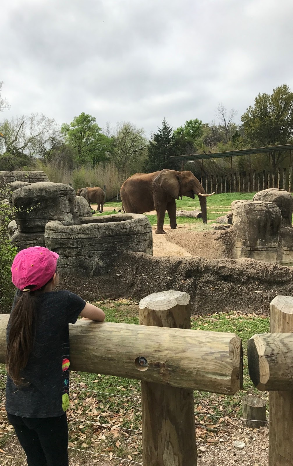 Cummins Life Fun Family Day at Cameron Zoo