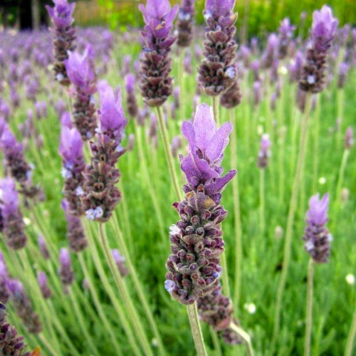 Honey Bee Holistics: Lavandula Angustifolia, a.k.a Lavender! Part One ...