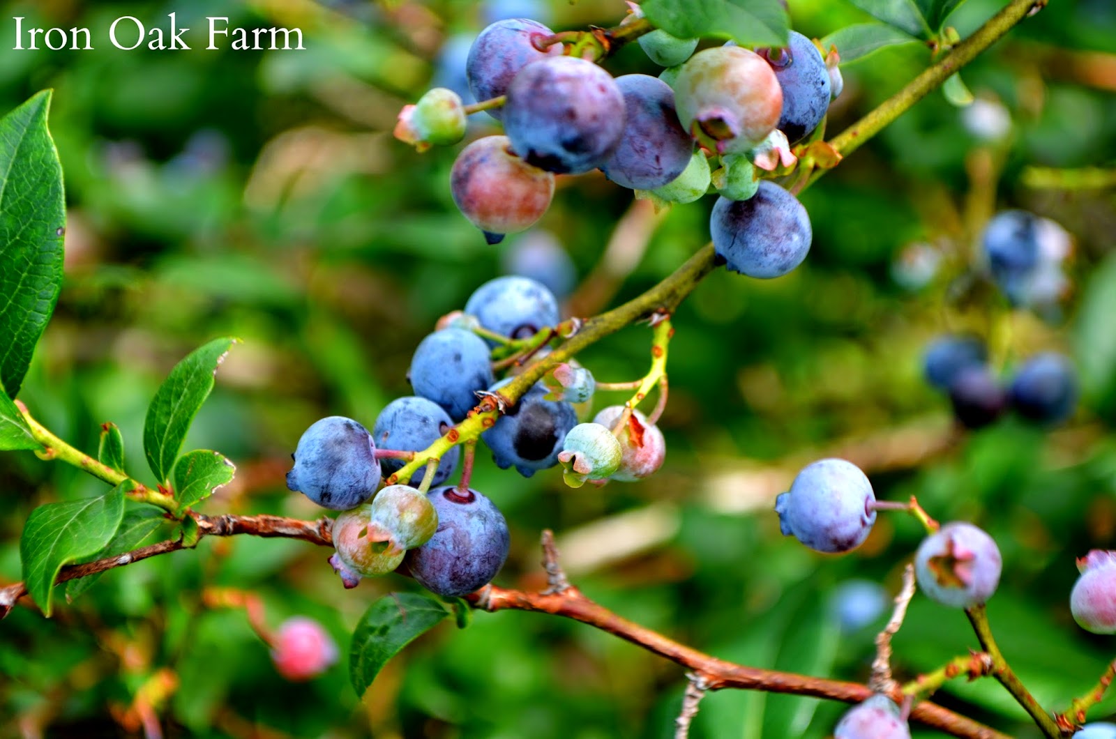Iron Oak Farm Freezing Blueberries