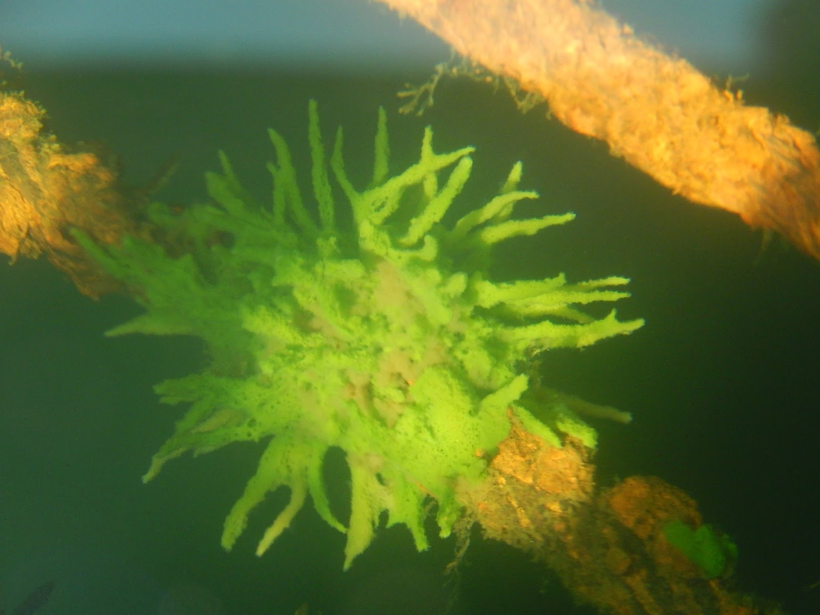 Powell River Books Blog Coastal BC Animals Freshwater Sponge