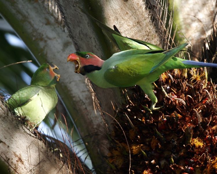 Ke Mana Perginya Semua Burung Burung Ini Myrokan