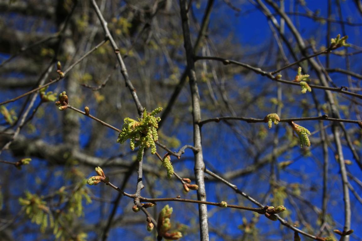 R. Wright Photography Flowers And Oak Tree Catkins