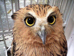 Harga Burung Hantu Celepuk Termurah Dan Paling Banyak Diminati
