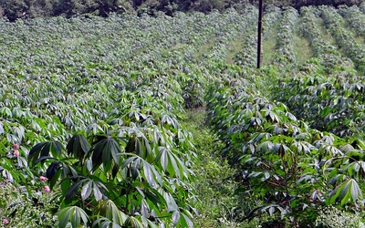 Kilimo-cha-muhogo shamba--la-muhogo