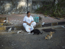 A pack of Feral cats receiving their morning meals.