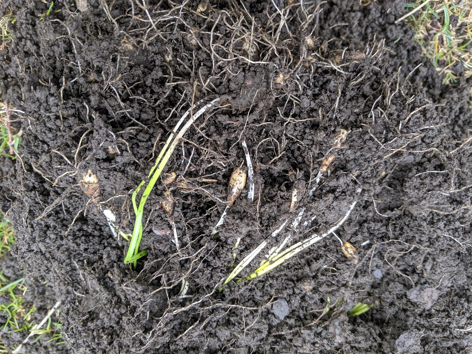 Wild Onion Removal From Lawn An Ongoing Process
