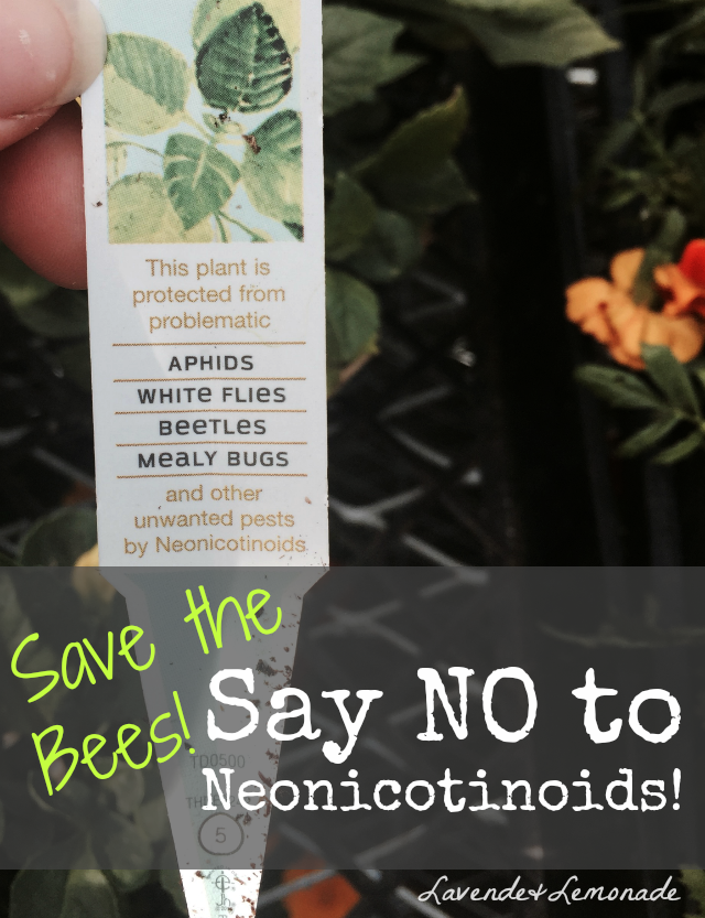 Why I'm SOMETIMES Buying Plants at Home Depot...and How Lavende and