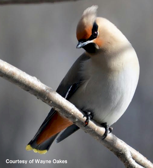 wild birds unlimited edmonton wild birds unlimited edmonton