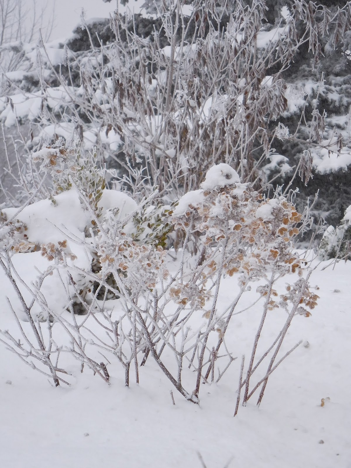 What Grows There May 2019