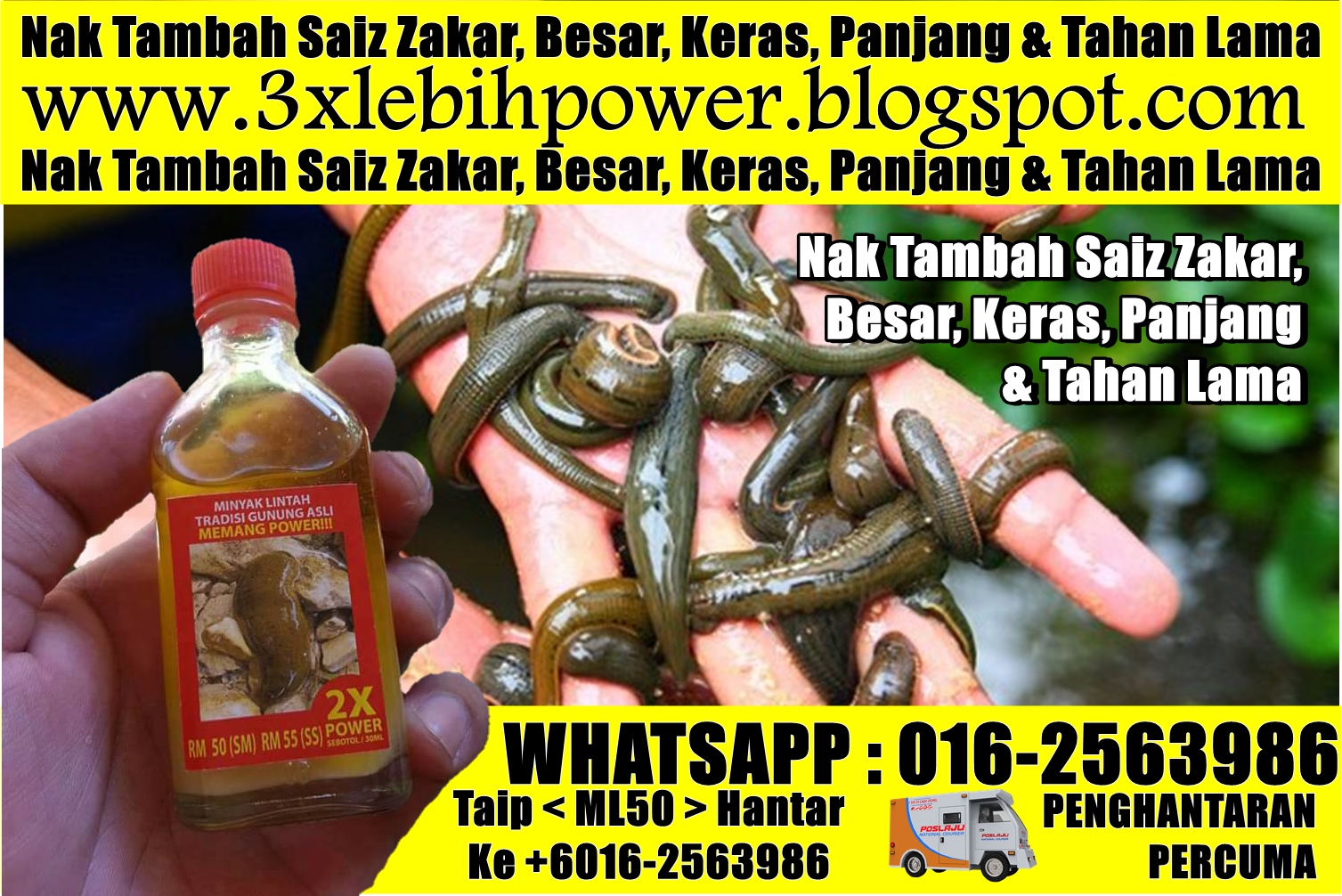Pembekal Utama Pati Minyak Lintah Gunung Asli MLTGA Oil Plus Original