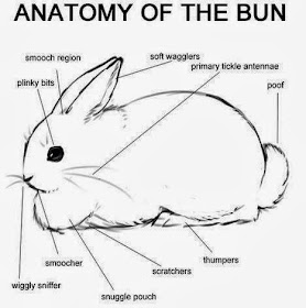 Rabbit Ramblings: Bunny anatomy