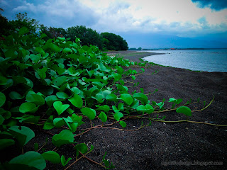 Beautiful Beach Plants Ipomea Pes Caprae Grow On The Beach At Umeanyar Village, North Bali, Indonesia