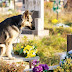 German cemetery wants common graves for dogs and owners
