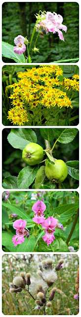 Fruit and Flowers in Moses Gate Country Park