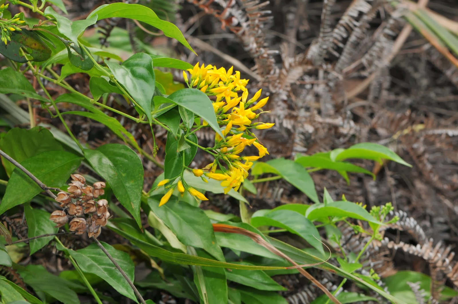 Plant Searcher: Gelsemium elegans（鈎吻/胡蔓藤/斷腸草 Graceful jesamine）