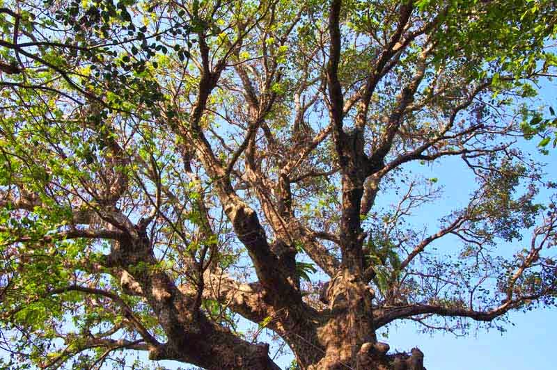 Ryukyu Life: Chasing the Sacred Trees of Okinawa and Tracing the Roots