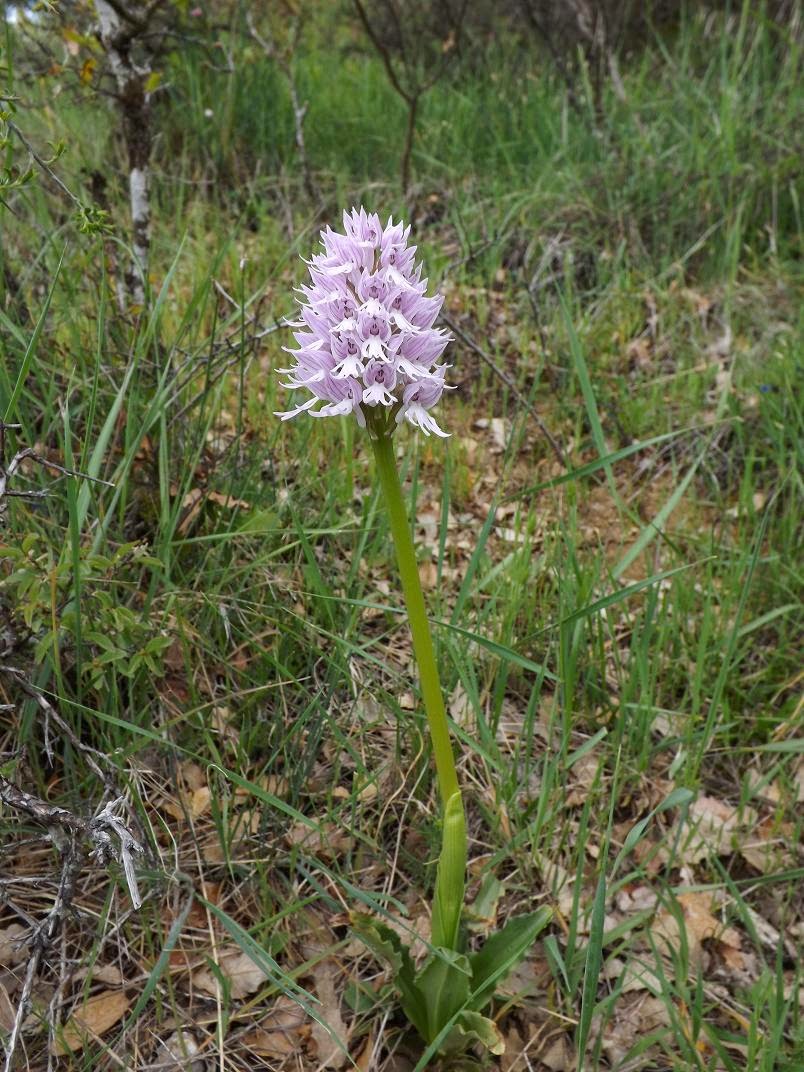 Wild Nature of the Cantabrian Mountains (Spain) A new location of the Orchis italica (naked man