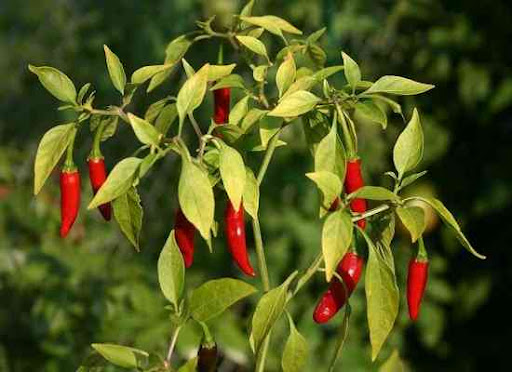 Красный жгучий перец chili