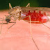 Nazis investigaron el uso de mosquitos infectados con malaria como armas 
