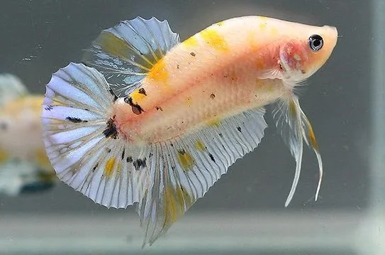 Warna Dasar Ikan Cupang Yellow Koi - Ikanhiasku.net