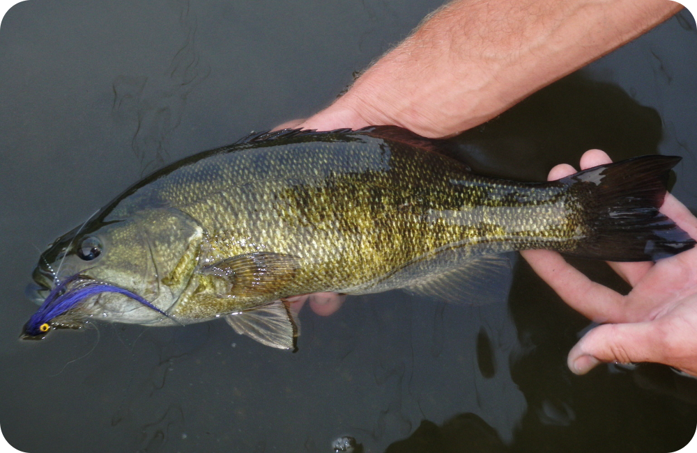 Illinois Wisconsin Fishing fox river wisconsin fly fishing smallmouth