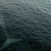 12 Frightening Pictures That Made Us Reconsider About Swimming In The Ocean