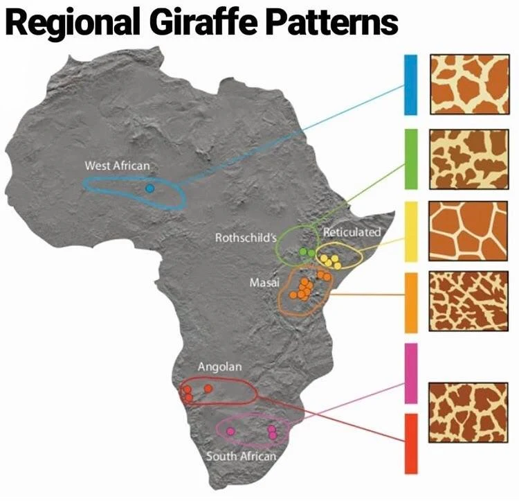 Regional Giraffe Patterns