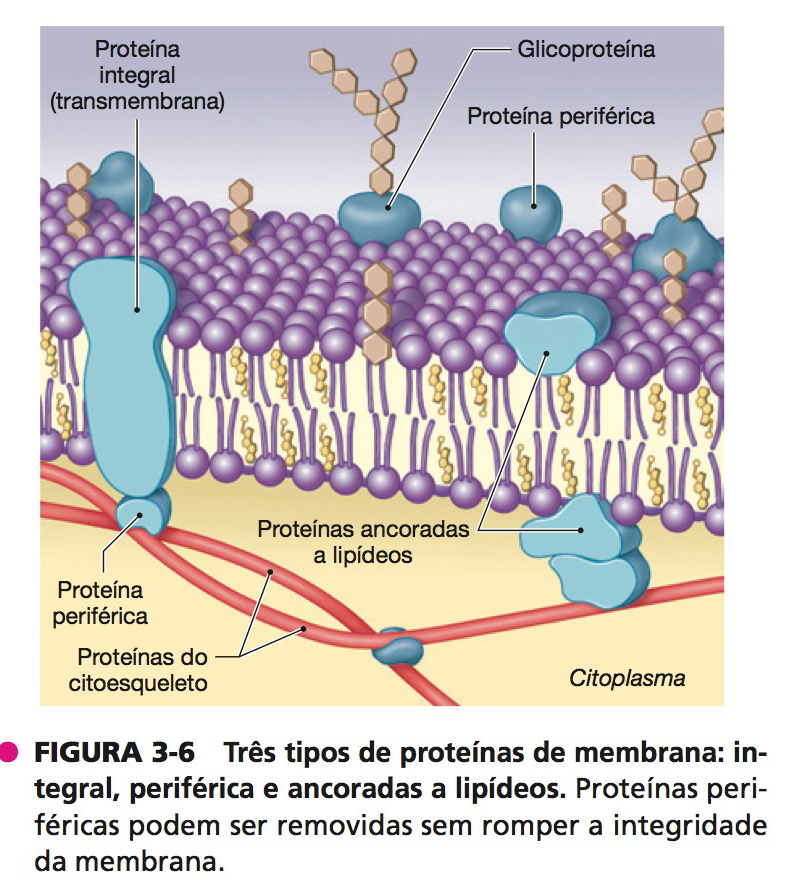 Três Tipos De Proteínas De Membrana Integral Periférica E Ancoradas