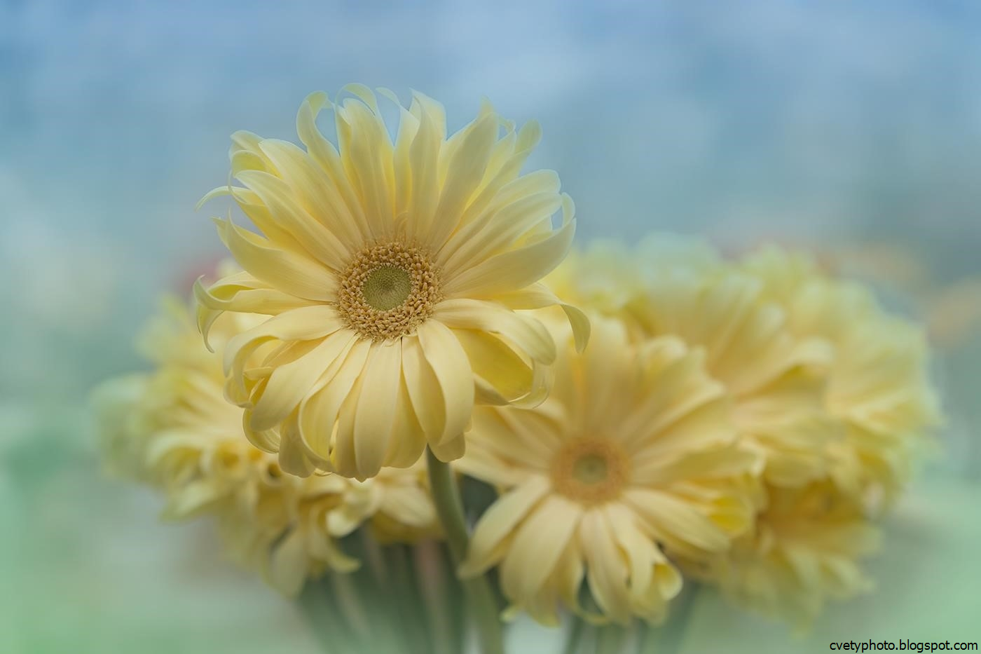 желтый цвет удачи. цветы и солнце. солнечного настроения. желтый цвет удачи. одуванчик на солнце.