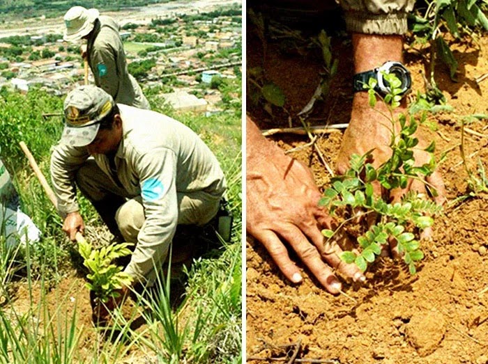 Photographer And His Wife Planted Two Million Trees In 20 Years To Restore A Destroyed Forest