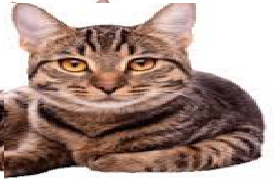 Cats lizard repellent how to get rid and kills lizards Cats lizard repellent how to get rid and kills lizards