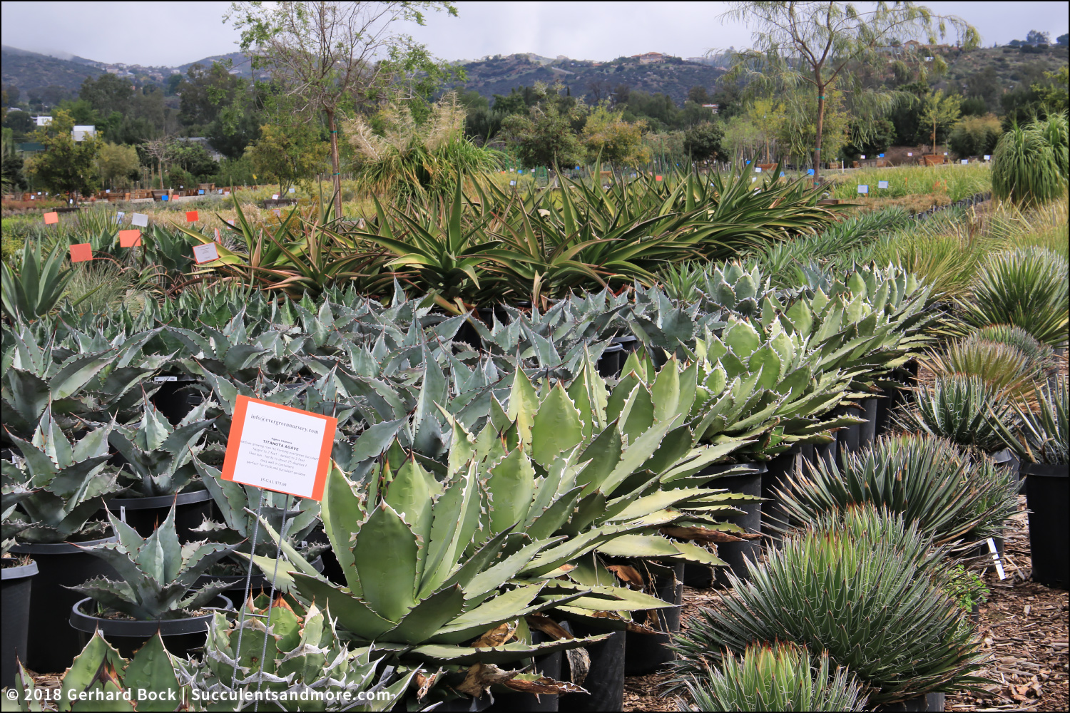 My first drivethrough nursery experience Evergreen Nursery in El