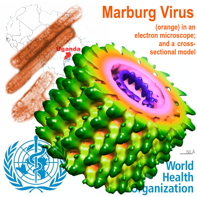 Just A Life Sciences Blog...: Marburg: An Ebola-Like ...